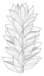 Cyclodictyon blumeanum, portion of shoot, moist. Drawn from C.J. West 2/4, CHR 548139.
 Image: R.C. Wagstaff © Landcare Research 2016 